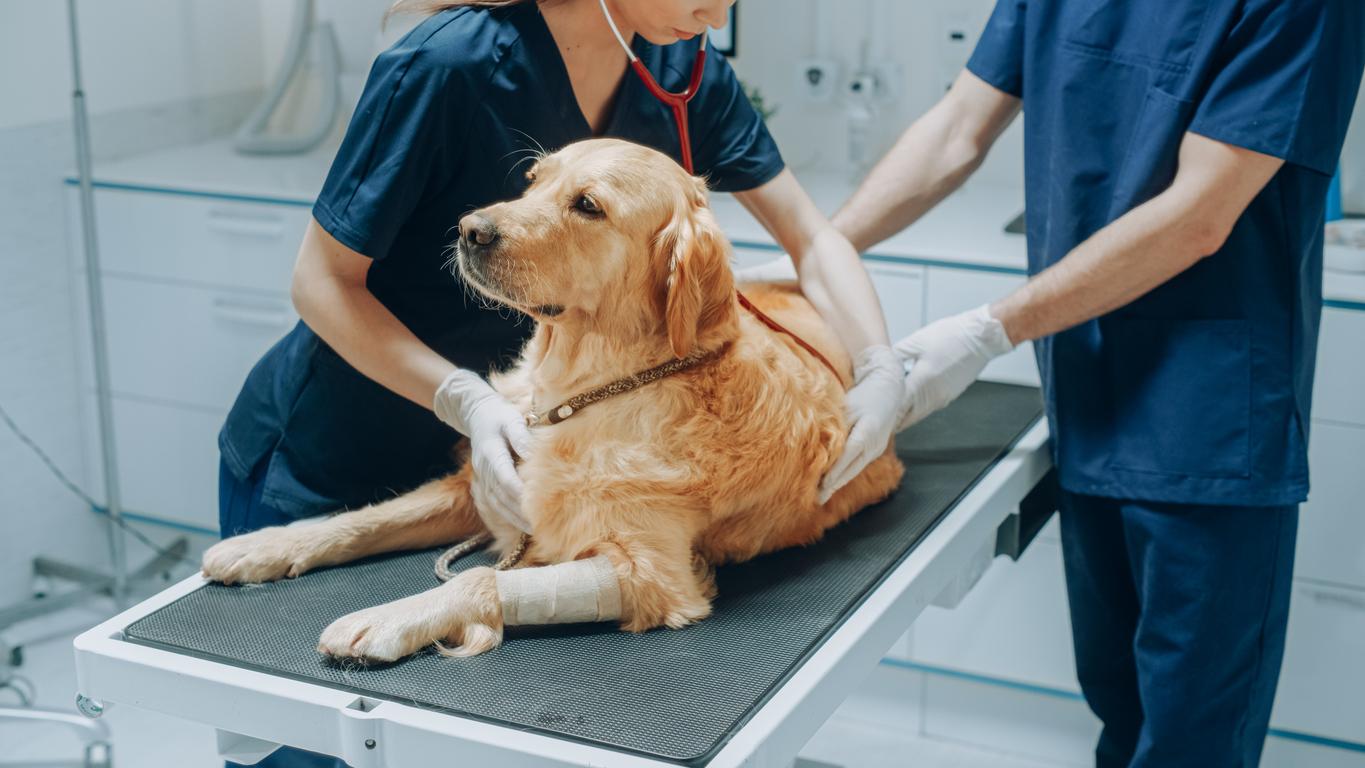 Antimicrobial Resistance: A Growing Challenge Across Companion Animal and Livestock Practice
